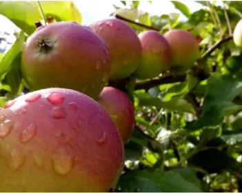 מיגל תמונה ראשית תפוחים על ענף