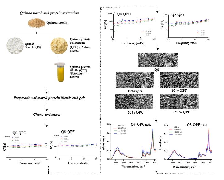The effect of quinoa protein on the physico-chemical properties of quinoa starch-based gels 2