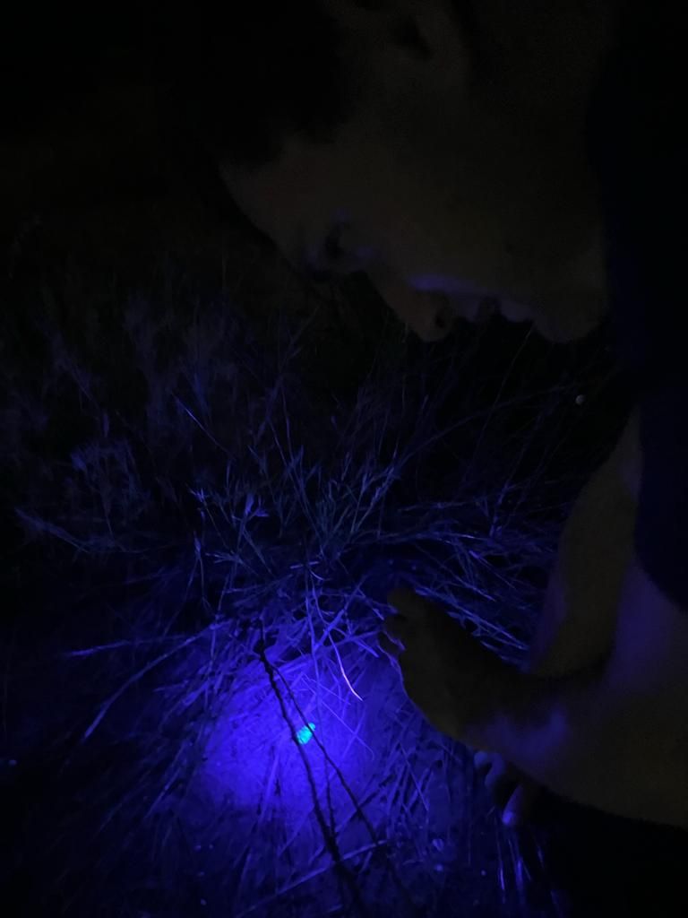סטודנטים מקורס גששות אקולוגית בודקים עקבות באור אינפרה סגול