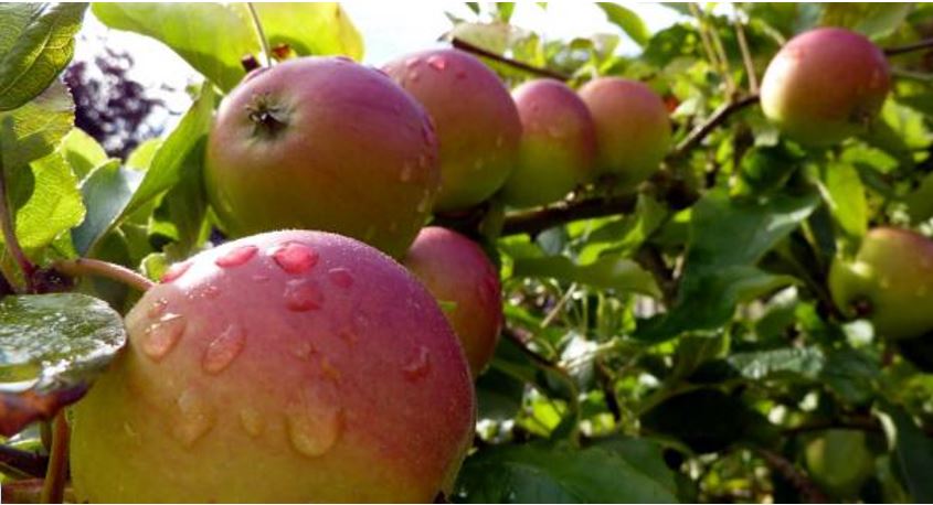 מיגל תמונה ראשית תפוחים על ענף