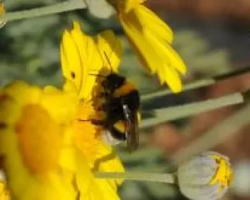דבורת הבומבוס ודבורת הדבש