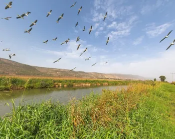 עמק ההולה עם ציפורים