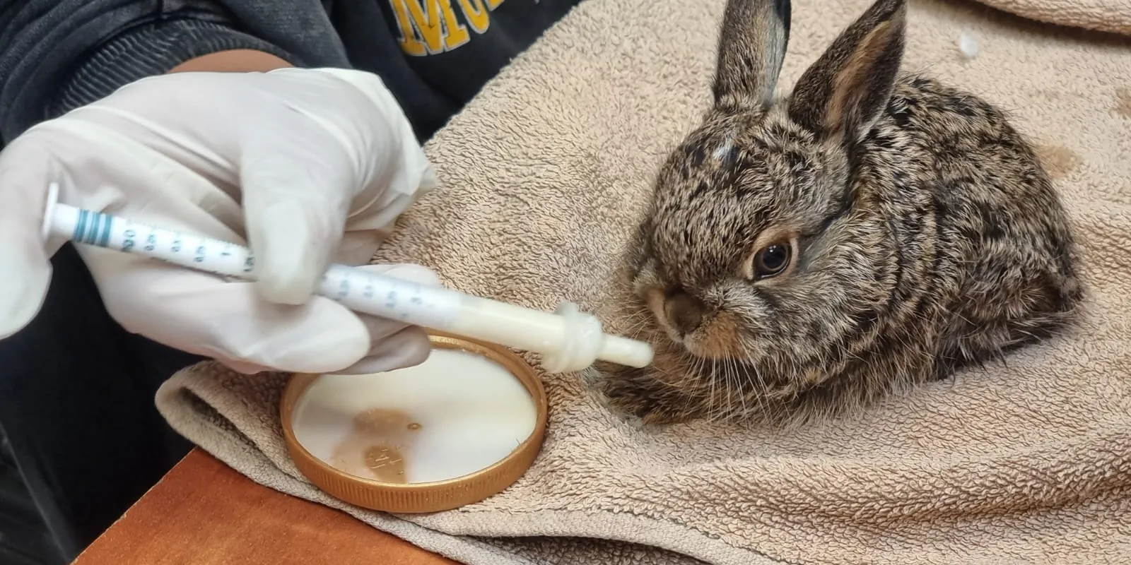 Caretaker feeding a bunny