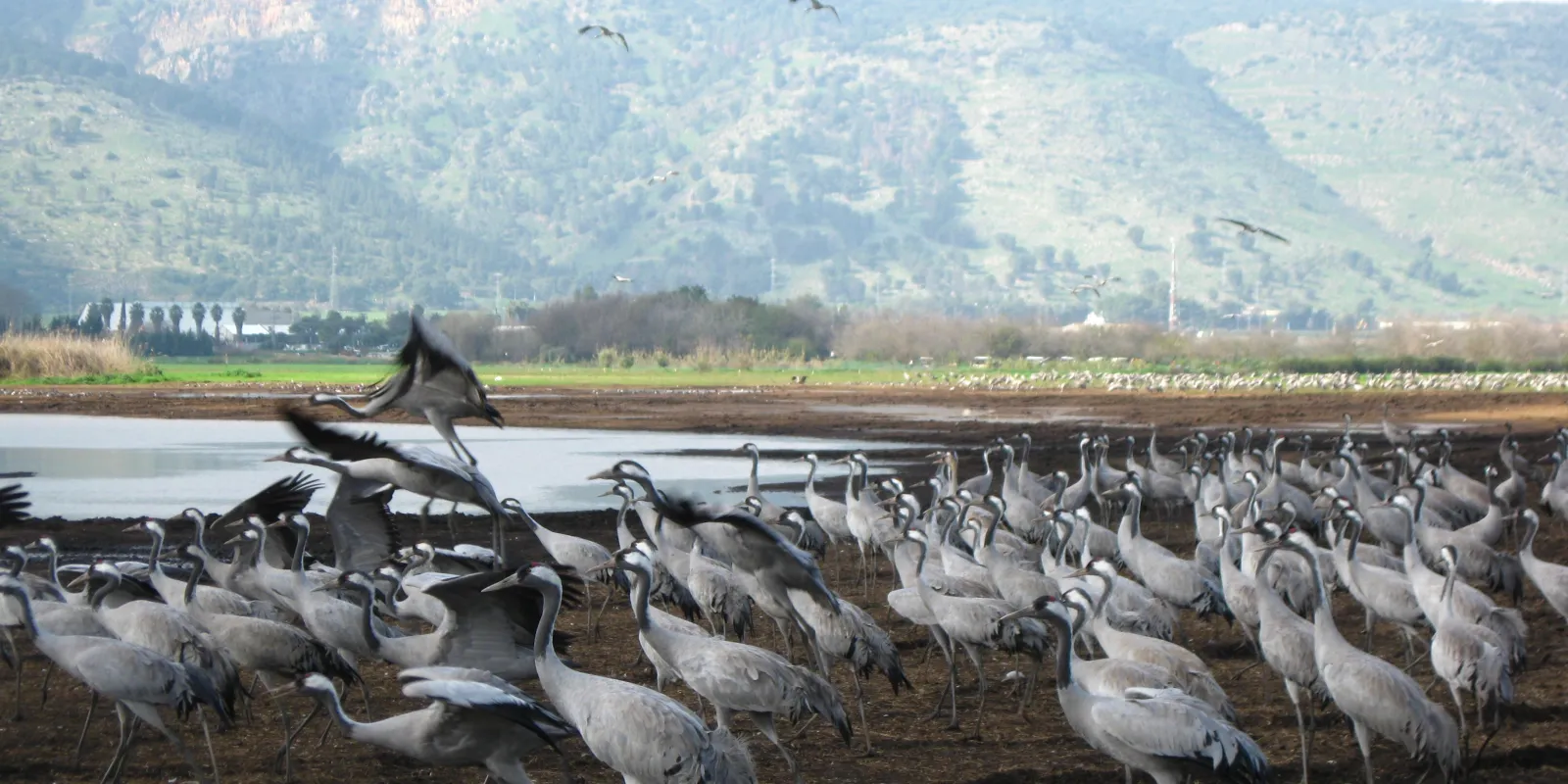 cranes